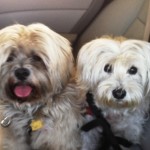 Jellybean and Troy in Backseat